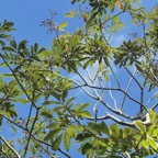 Cossinia pinnata.bois de Judas.sapindaceae.endémique Réunion Maurice P1008255.jpeg