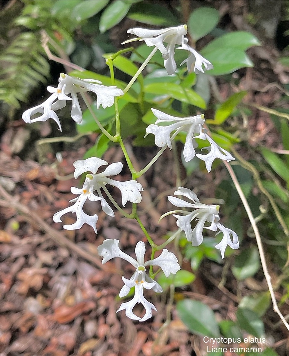 Cryptopus elatus .liane camaron.gros faham;orchidaceae.endémique Réunion Maurice  IMG_4906.jpeg