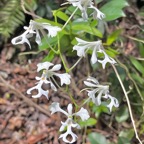 Cryptopus elatus .liane camaron.gros faham;orchidaceae.endémique Réunion Maurice  IMG_4906.jpeg