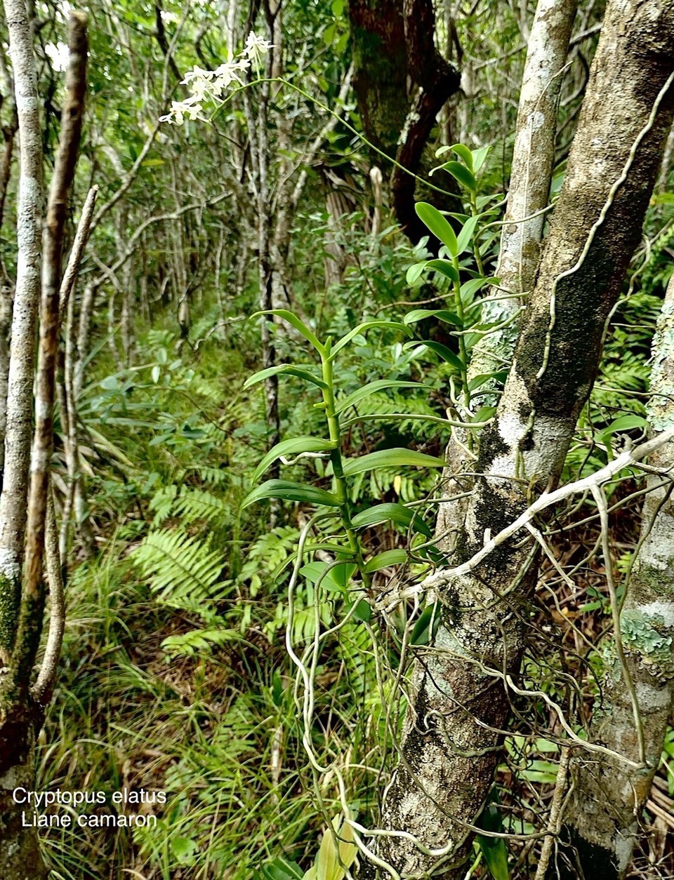 Cryptopus elatus .liane camaron.gros faham;orchidaceae.endémique Réunion Maurice  P1008409.jpeg