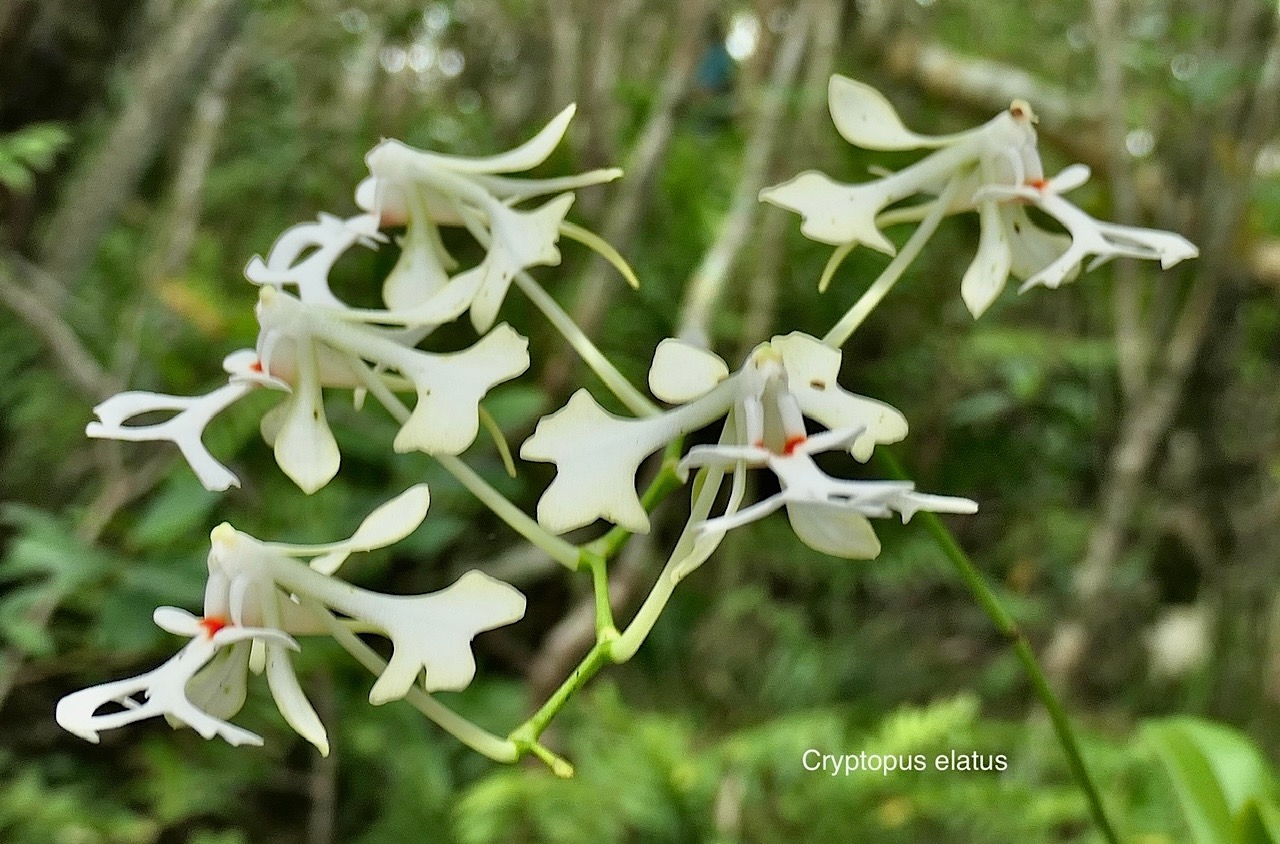 Cryptopus elatus .liane camaron.gros faham;orchidaceae.endémique Réunion Maurice  P1118413.jpg