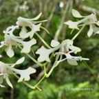 Cryptopus elatus .liane camaron.gros faham;orchidaceae.endémique Réunion Maurice  P1118413.jpg