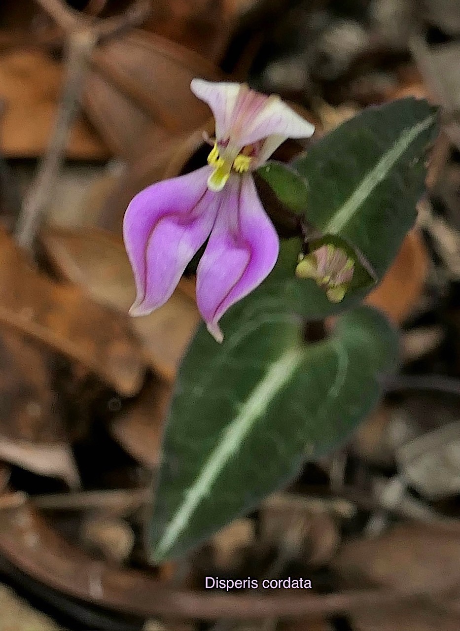 Disperis cordata.orchidaceae.endémique Madagascar Mascareignes. P1118475.jpg