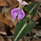 Disperis cordata.orchidaceae.endémique Madagascar Mascareignes. P1118475.jpg