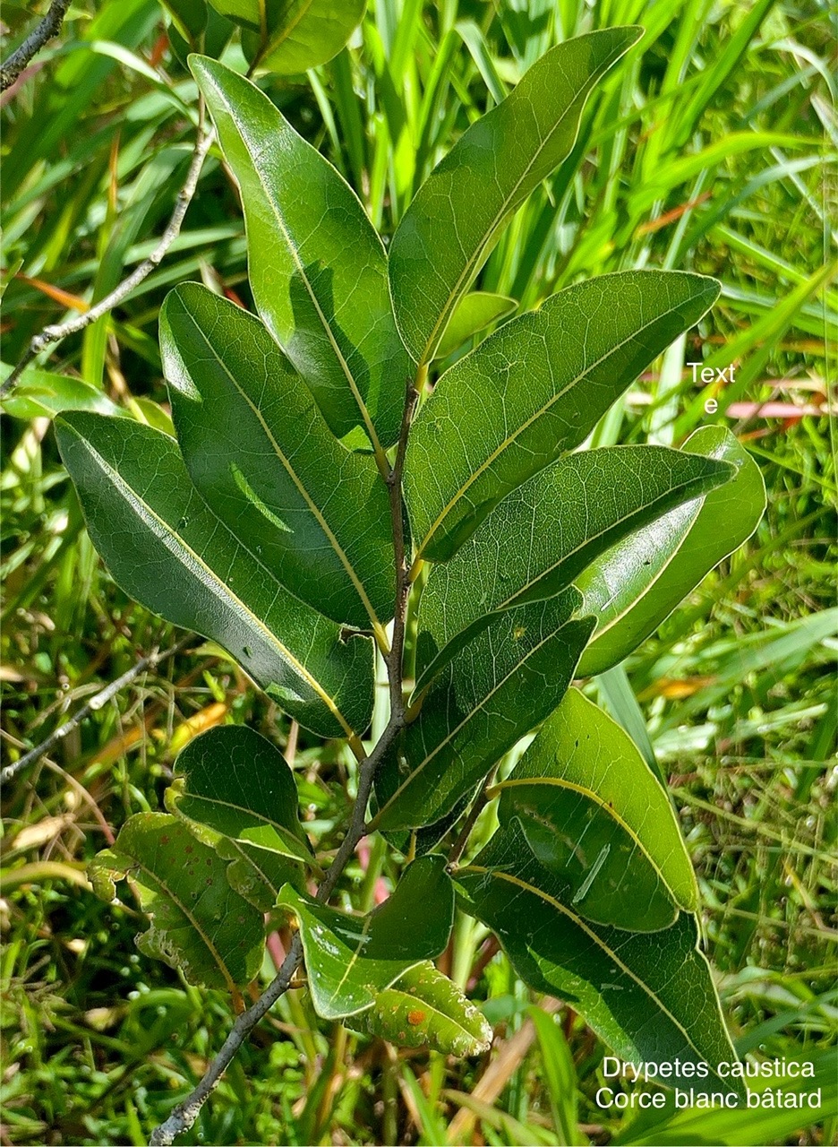 Drypetes caustica.corce blanc bâtard. bois de prune blanc.putranjivaceae.endémique Réunion Maurice  P1008031.jpg