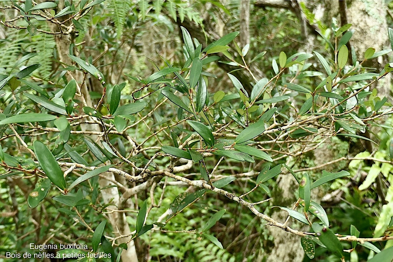 Eugenia buxifolia .bois de nèfles à petites feuilles.myrtaceae. endémique Réunion. P1008340.jpg