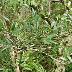 Eugenia buxifolia .bois de nèfles à petites feuilles.myrtaceae. endémique Réunion. P1008340.jpg