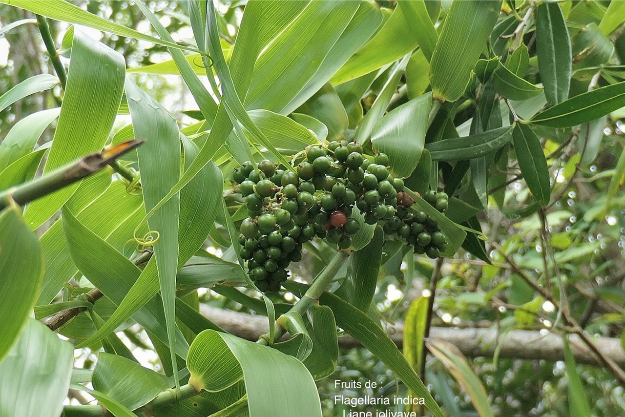 Flagellaria indica.liane jolivave. ( avec fruits )flagellariaceae.indigène Réunion.  P1008297.jpg