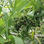 Flagellaria indica.liane jolivave. ( avec fruits )flagellariaceae.indigène Réunion.  P1008297.jpg