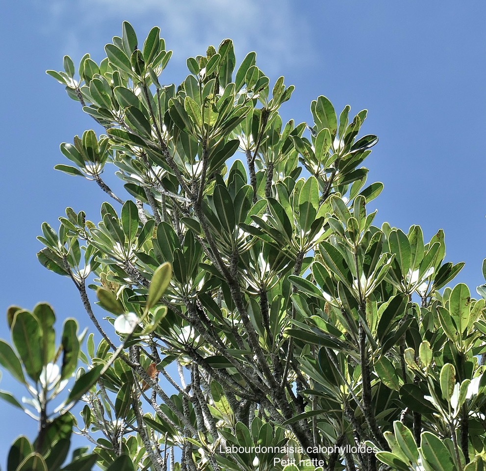 Labourdonnaisia calophylloides. petit natte .sapotaceae. endémique Réunion Maurice . P1008167.jpeg