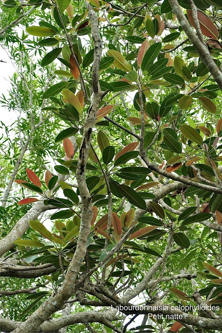 Labourdonnaisia calophylloides. petit natte .sapotaceae. endémique Réunion Maurice . P1008397.jpg