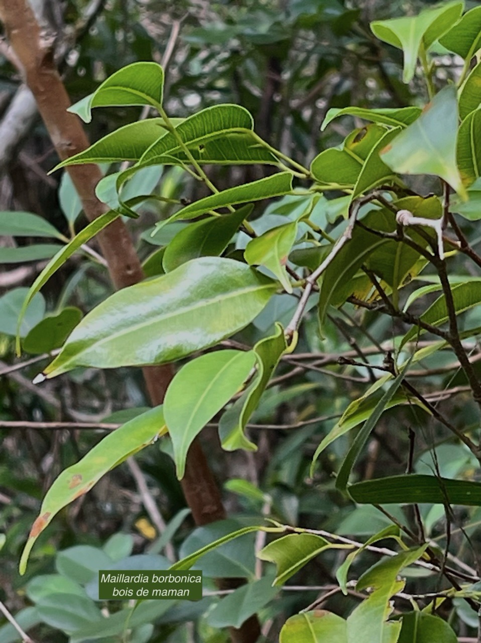 Maillardia borbonica  Bois de maman .bois de sagaye.moraceae. endémique Réunion  MG_4871.jpeg