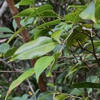 Maillardia borbonica  Bois de maman .bois de sagaye.moraceae. endémique Réunion  MG_4871.jpeg