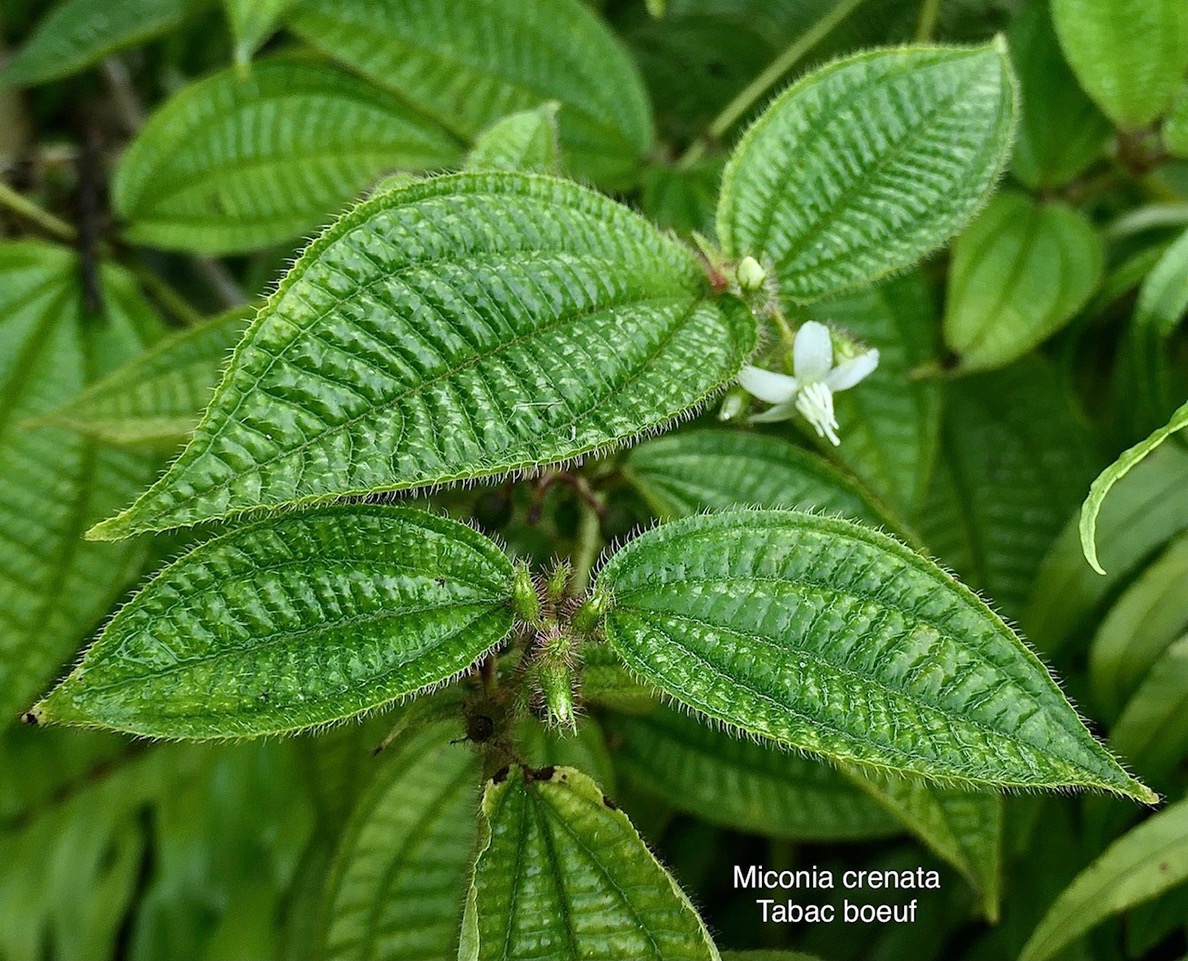 Miconia crenata.( Clidemia hirta ) tabac boeuf.melastomataceae.espèce envahissante. P1008076.jpeg