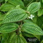 Miconia crenata.( Clidemia hirta ) tabac boeuf.melastomataceae.espèce envahissante. P1008076.jpeg