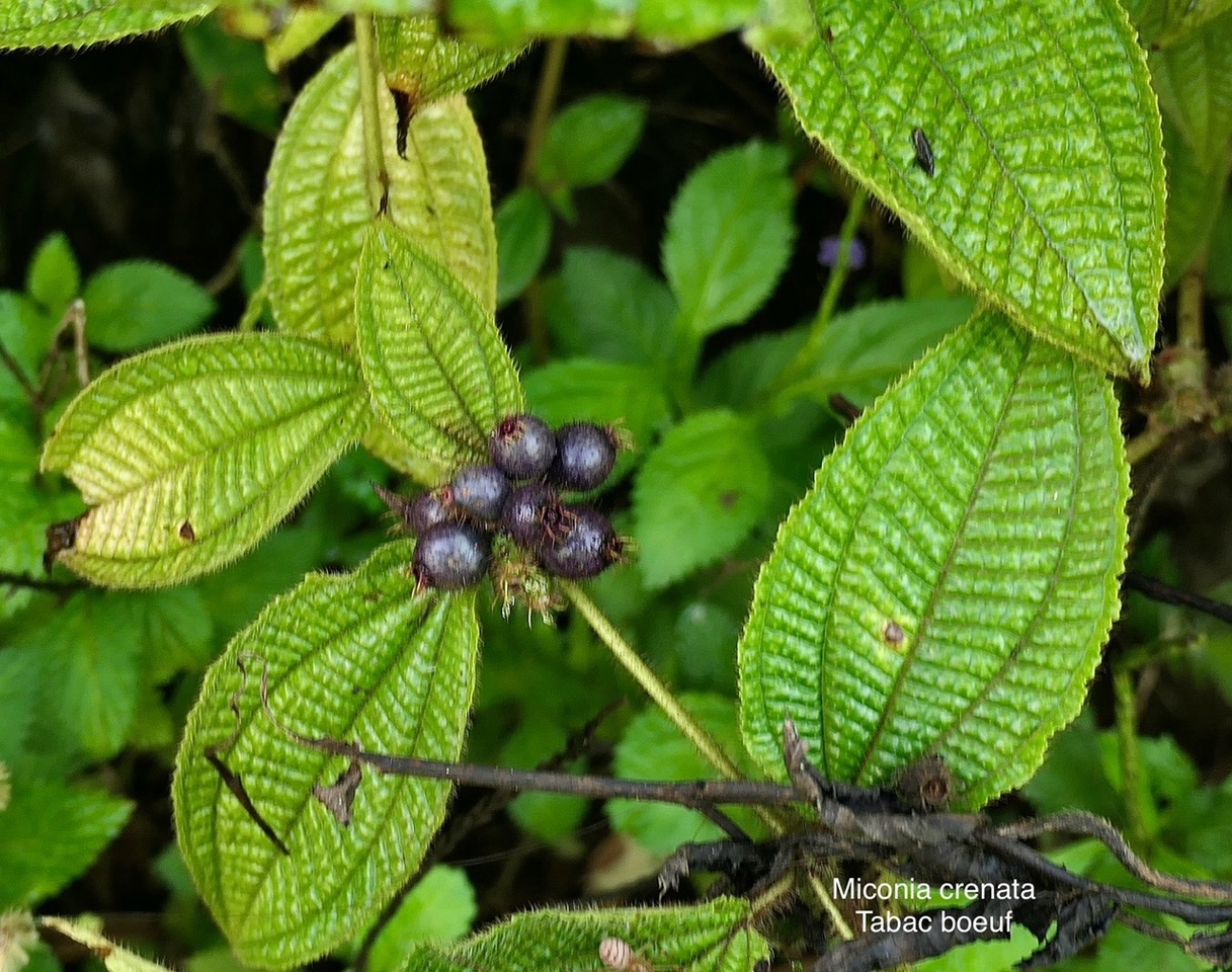 Miconia crenata.( Clidemia hirta ) tabac boeuf.melastomataceae.espèce envahissante. P1008077.jpeg