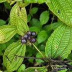 Miconia crenata.( Clidemia hirta ) tabac boeuf.melastomataceae.espèce envahissante. P1008077.jpeg