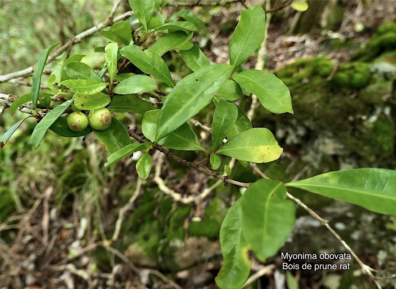 Myonima obovata .bois de prune marron.bois de prune rat.rubiaceae.endémique Réunion Maurice P1008383.jpg