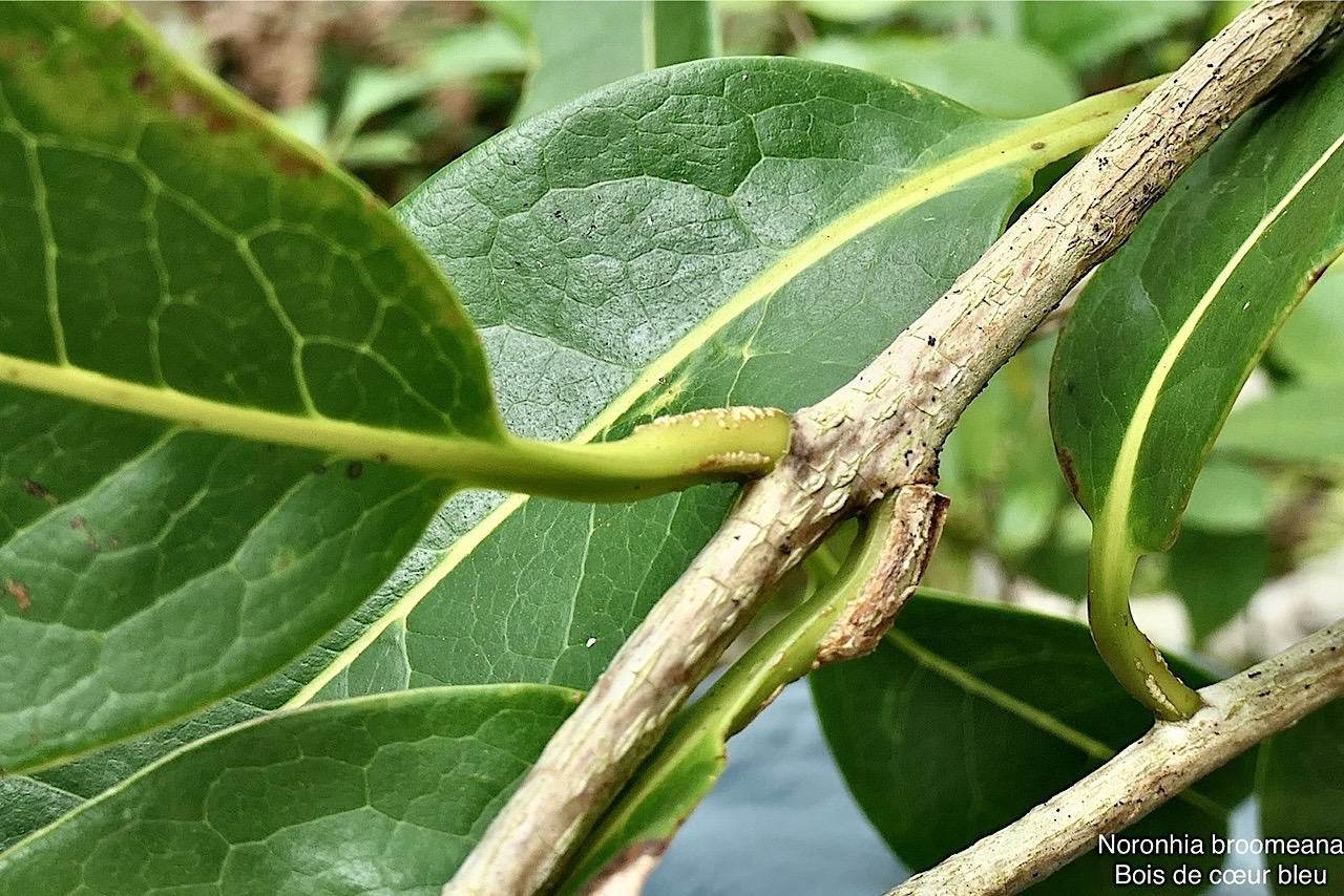 Noronhia broomeana Horne ex Oliv.(Chionanthus broomeanus )bois de coeur bleu.( pétiole épais à la base ) oleaceae.endémique Réunion Maurice. P1008361.jpg