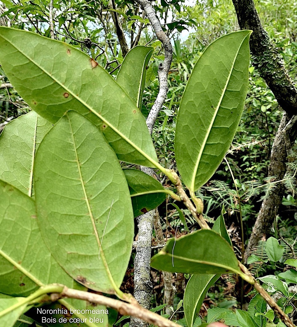 Noronhia broomeana Horne ex Oliv.(Chionanthus broomeanus )bois de coeur bleu.oleaceae.endémique Réunion Maurice. P1008353.jpeg