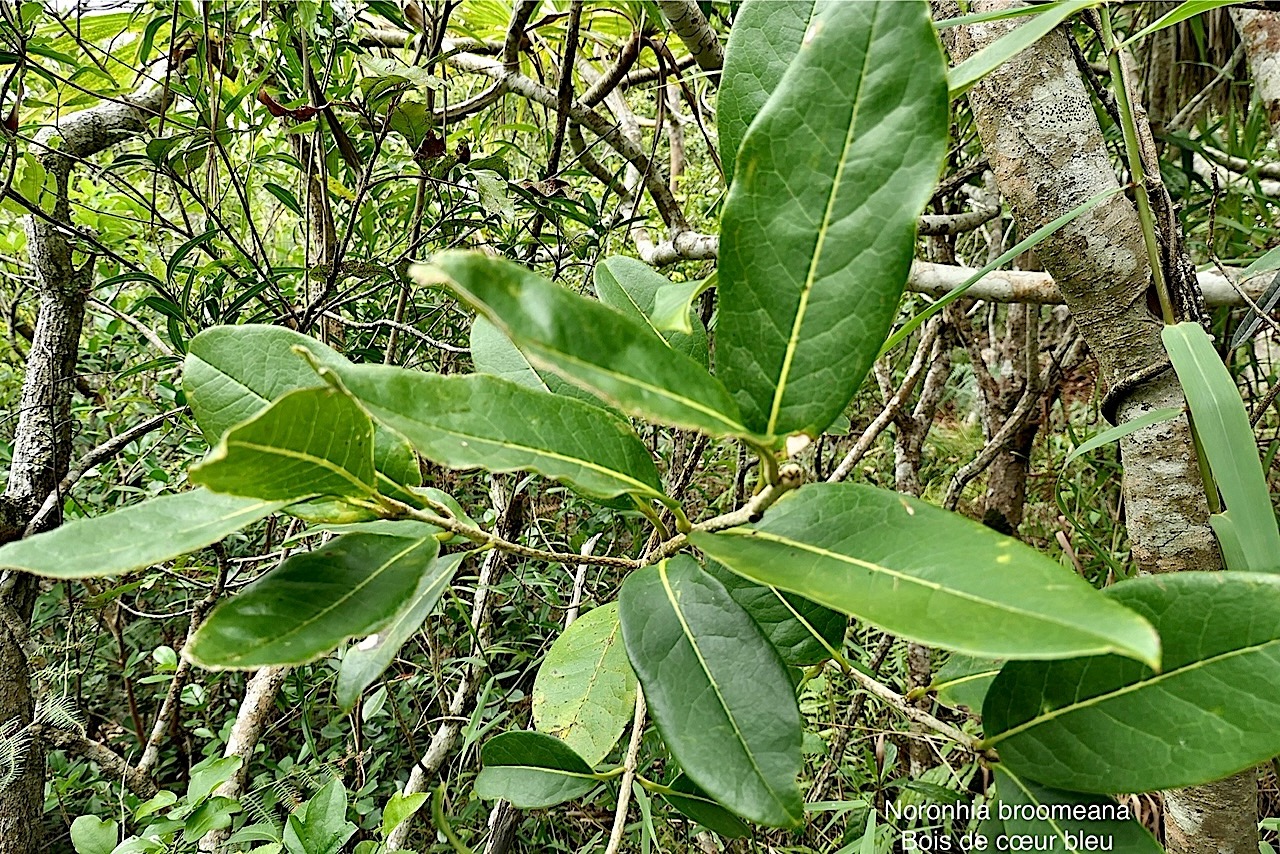 Noronhia broomeana Horne ex Oliv.(Chionanthus broomeanus )bois de coeur bleu.oleaceae.endémique Réunion Maurice. P1008362.jpg