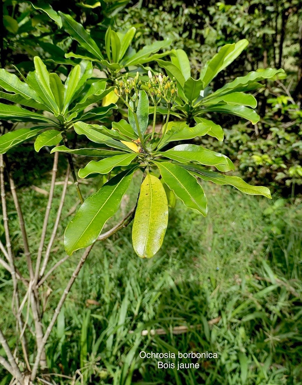 Ochrosia borbonica.bois jaune.apocynaceae.endémique Réunion Maurice. P1118515.jpeg