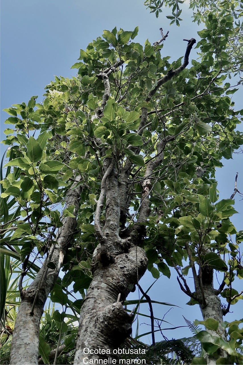 Ocotea obtusata.cannelle marron .lauraceae. endémique Réunion Maurice. P1008156.jpg