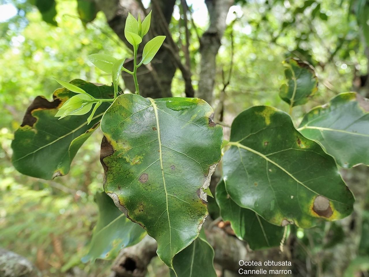 Ocotea obtusata.cannelle marron .lauraceae. endémique Réunion Maurice. P1008192.jpeg