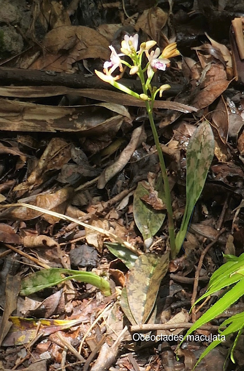 Oeceoclades maculata( Oeceoclades monophylla) orchidée caméléon orchidaceae. P1118415.jpg