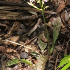 Oeceoclades maculata( Oeceoclades monophylla) orchidée caméléon orchidaceae. P1118415.jpg