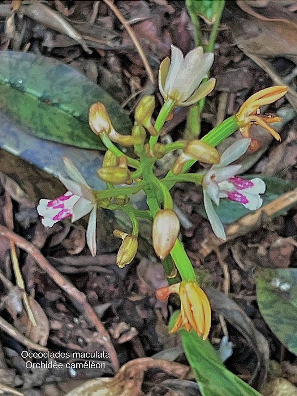 Oeceoclades monophylla( Oeceoclades maculata ) orchidée caméléon orchidaceae. .jpg
