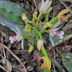 Oeceoclades monophylla( Oeceoclades maculata ) orchidée caméléon orchidaceae. .jpg