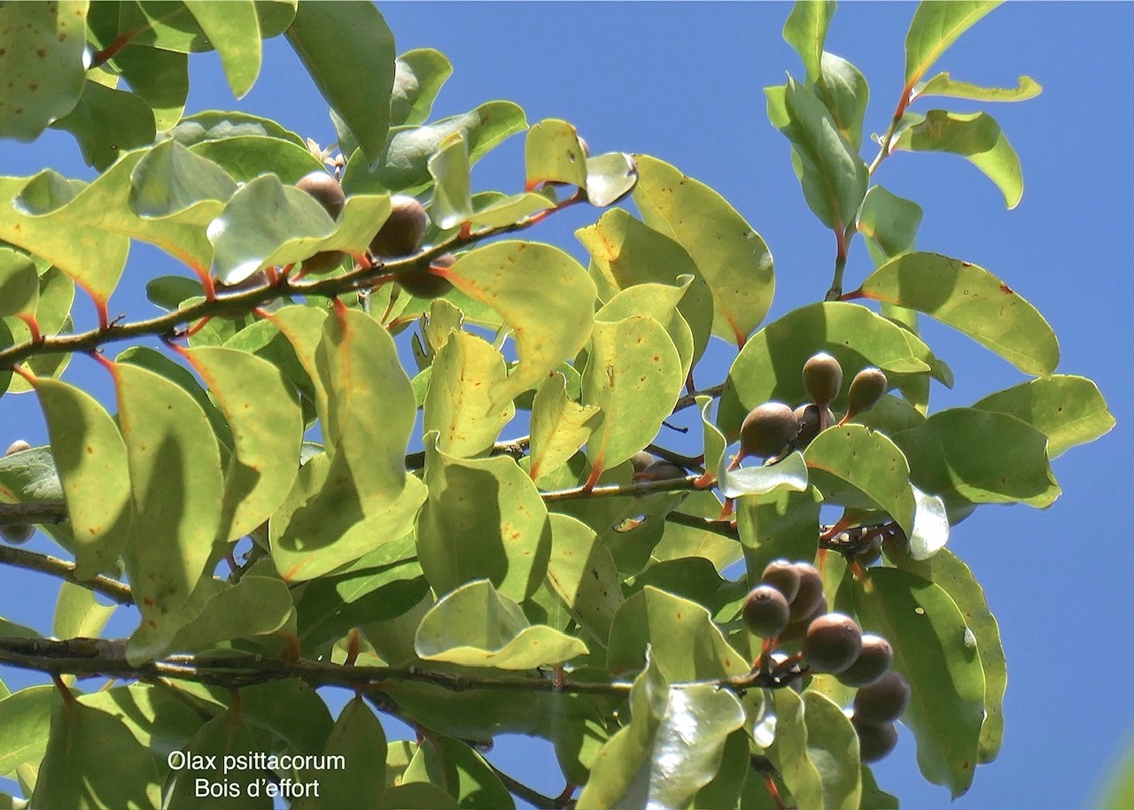 Olax psittacorum.bois d’effor( fruits ) t.olacaceae.endémique Réunion Maurice. P1008243.jpg