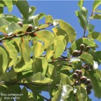 Olax psittacorum.bois d’effor( fruits ) t.olacaceae.endémique Réunion Maurice. P1008243.jpg
