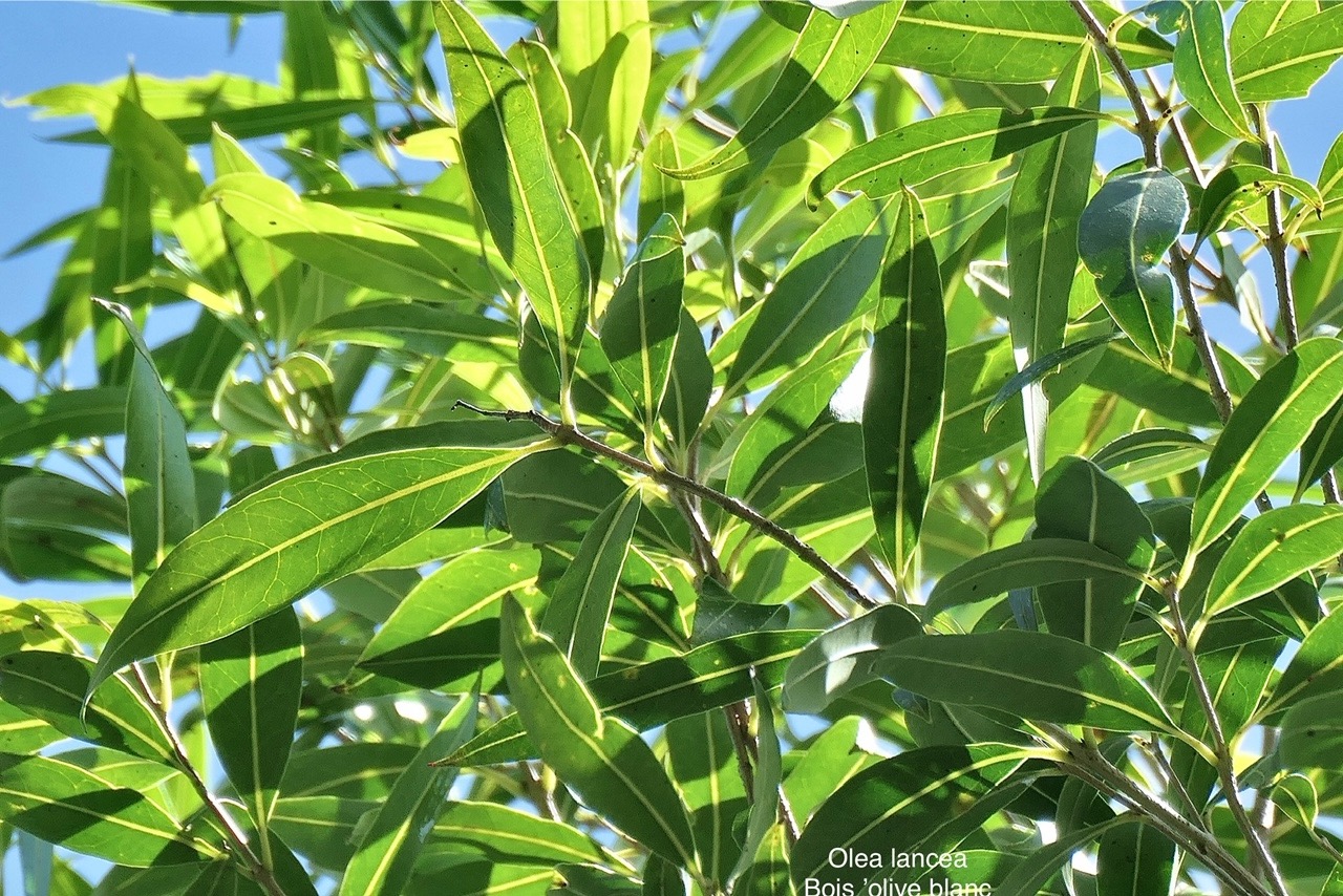 Olea lancea. bois d’olive blanc.oleaceae.indigène Réunion. P1008135.jpg