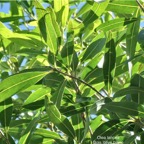 Olea lancea. bois d’olive blanc.oleaceae.indigène Réunion. P1008135.jpg