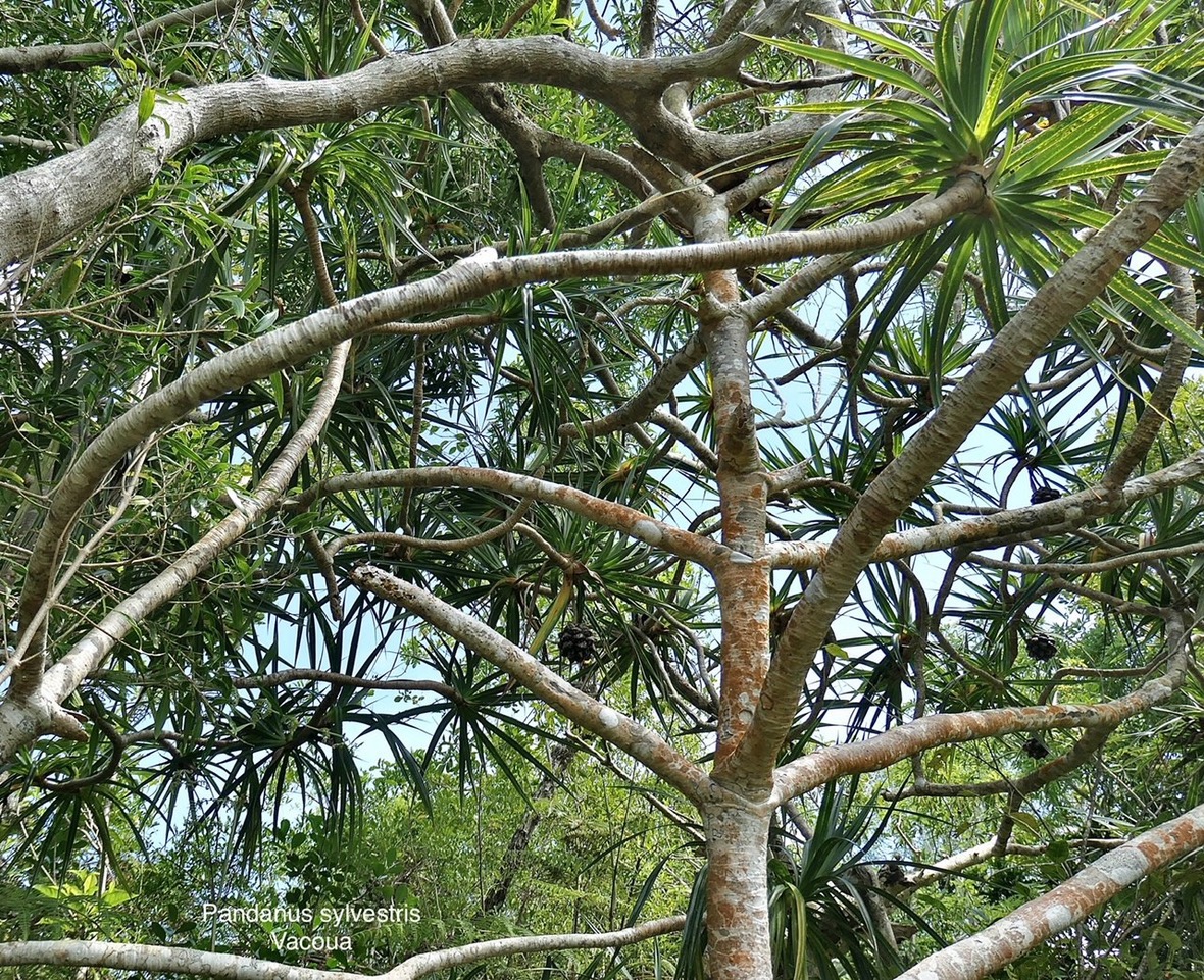 Pandanus sylvestris Bory.petit vacoua. pimpin. pandanaceae.endémique Réunion. P1008175.jpeg