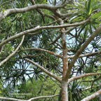 Pandanus sylvestris Bory.petit vacoua. pimpin. pandanaceae.endémique Réunion. P1008175.jpeg