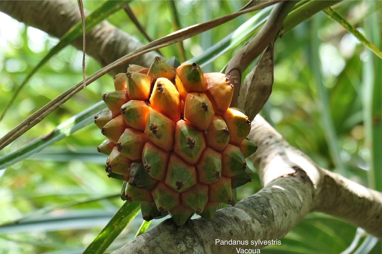 Pandanus sylvestris Bory.petit vacoua. pimpin. pandanaceae.endémique Réunion. P1118644.jpg
