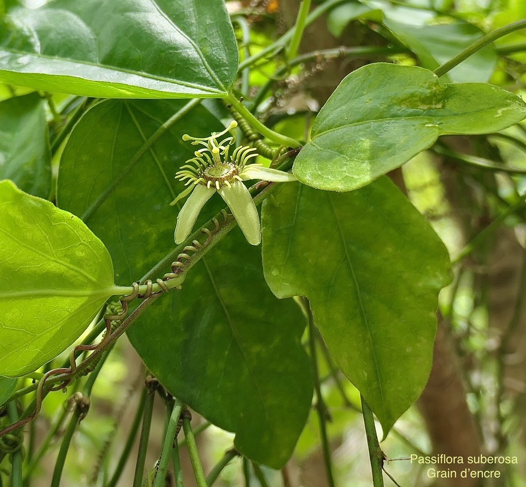 Passiflora suberosa.grain d’encre.passifloraceae.amphinaturalisé.espèce potentiellement envahissante. P1008283.jpeg