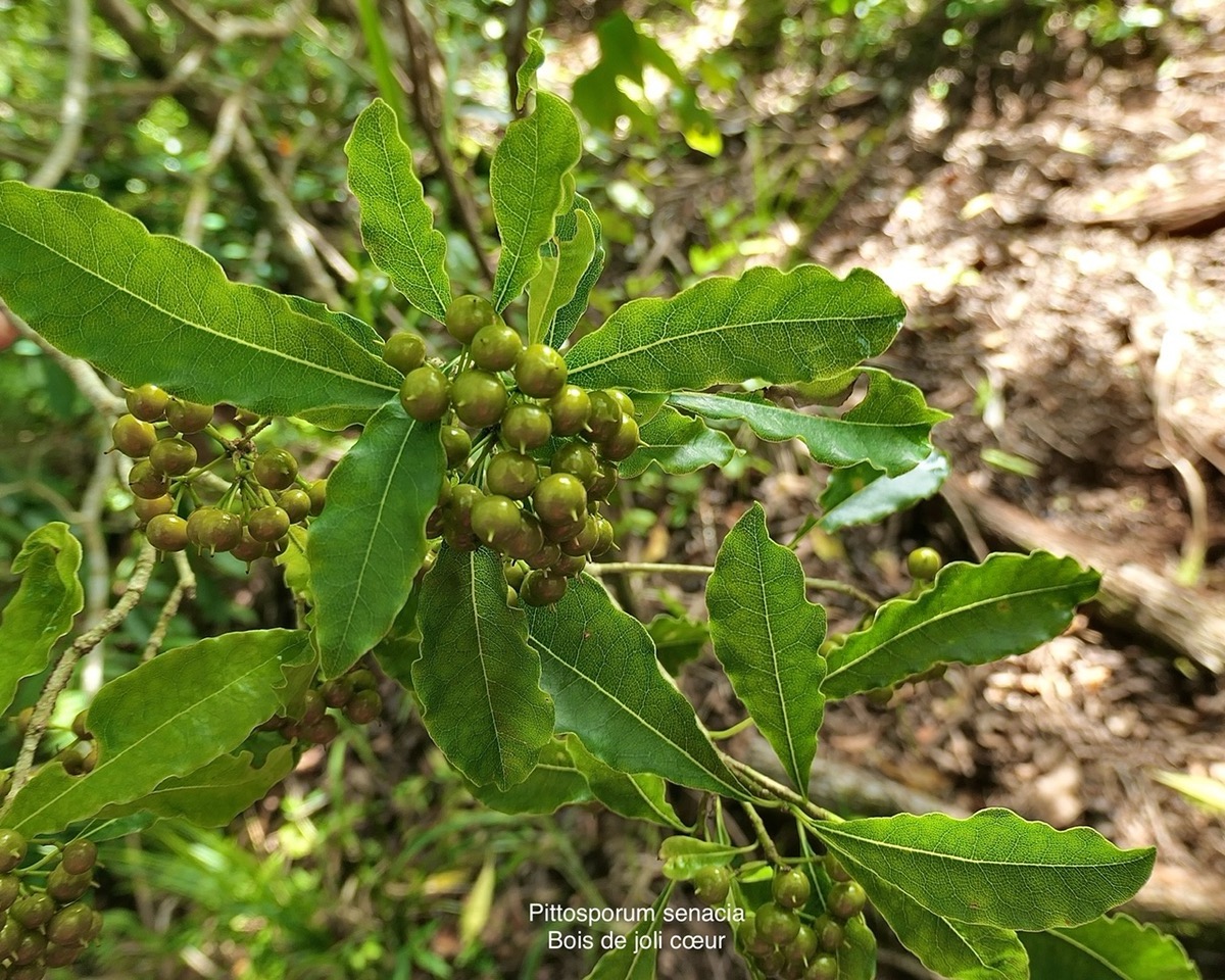 Pittosporum senacia subsp senacia.bois de joli coeur des bas.pittosporaceae.endémique Réunion Maurice. P1008143.jpeg