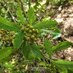 Pittosporum senacia subsp senacia.bois de joli coeur des bas.pittosporaceae.endémique Réunion Maurice. P1008143.jpeg