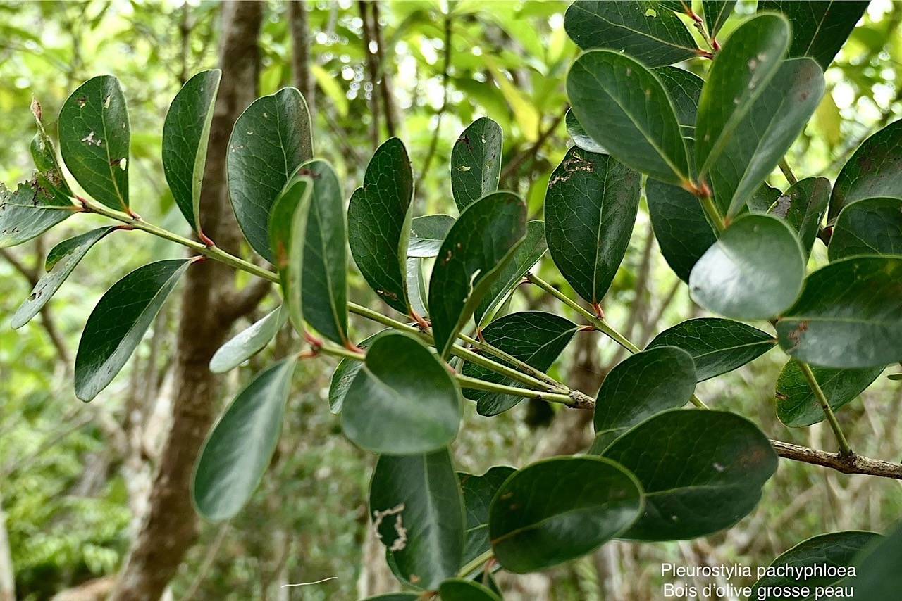 Pleurostylia pachyphloea.bois d’olive grosse peau.celastraceae.endémique Réunion. P1008342.jpg