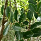 Pleurostylia pachyphloea.bois d’olive grosse peau.celastraceae.endémique Réunion. P1008342.jpg