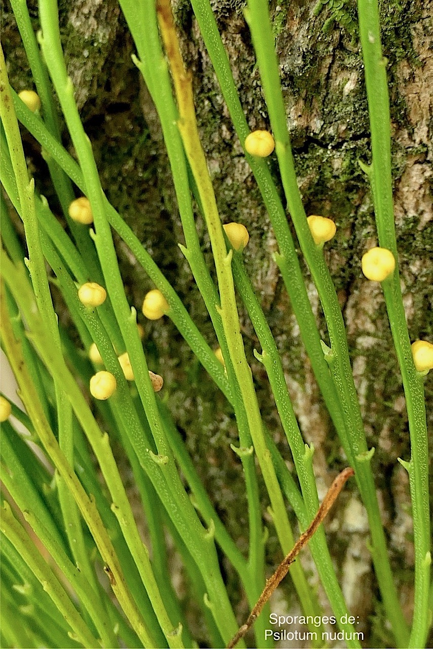 Psilotum nudum.psilotaceae; Indigène Réunion. P1118663.jpg