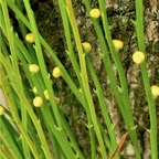 Psilotum nudum.psilotaceae; Indigène Réunion. P1118663.jpg
