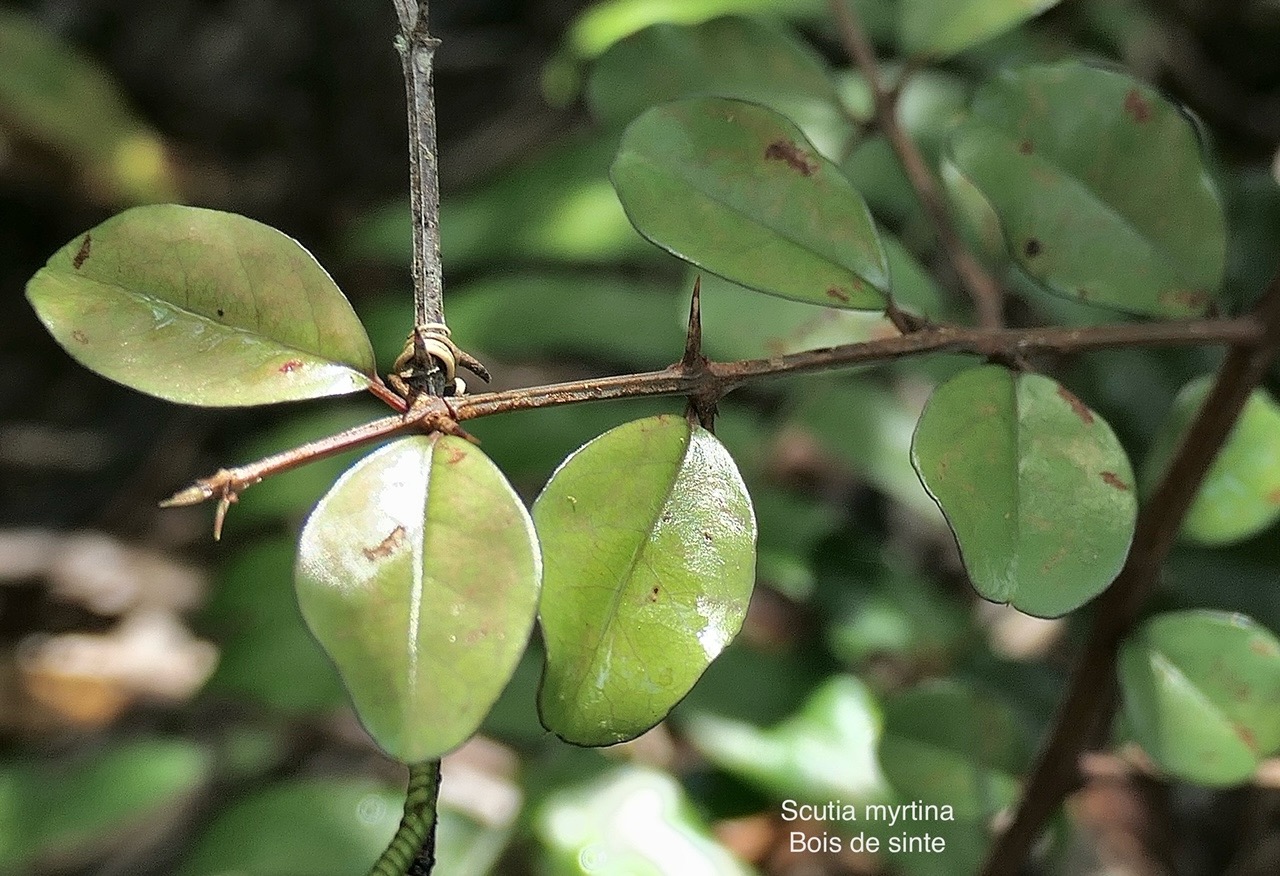 Scutia myrtina.bois de sinte.rhamnaceae.indigène Réunion P1008126.jpg