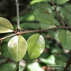 Scutia myrtina.bois de sinte.rhamnaceae.indigène Réunion P1008126.jpg