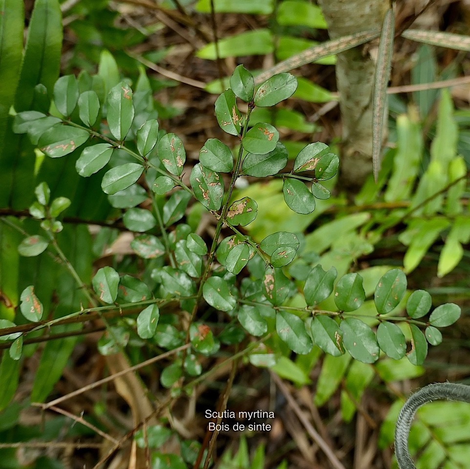 Scutia myrtina.bois de sinte.rhamnaceae.indigène Réunion P1118419.jpeg