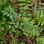 Scutia myrtina.bois de sinte.rhamnaceae.indigène Réunion P1118419.jpeg